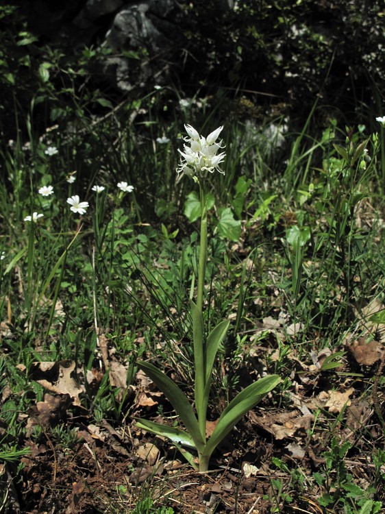 Orchis simia